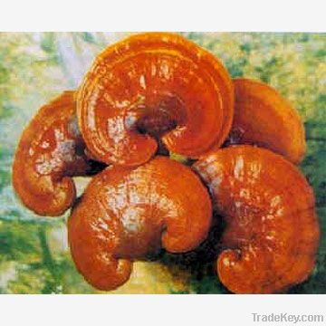 Reishi P.E.