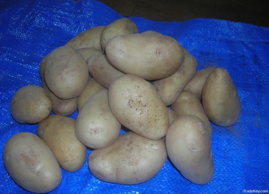 Fresh Potatoes