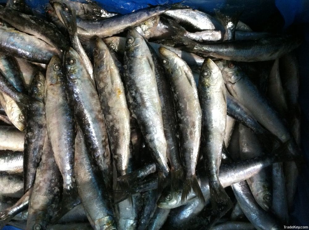 Sardine