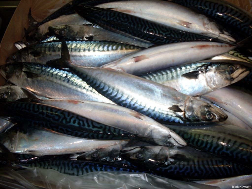 Atlantic Mackerel (scomber scombrus)