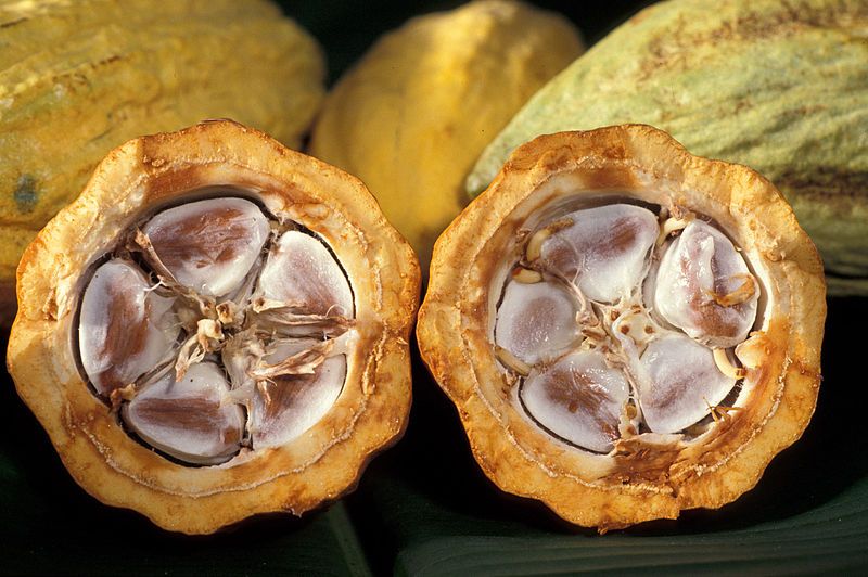 Cocoa Beans