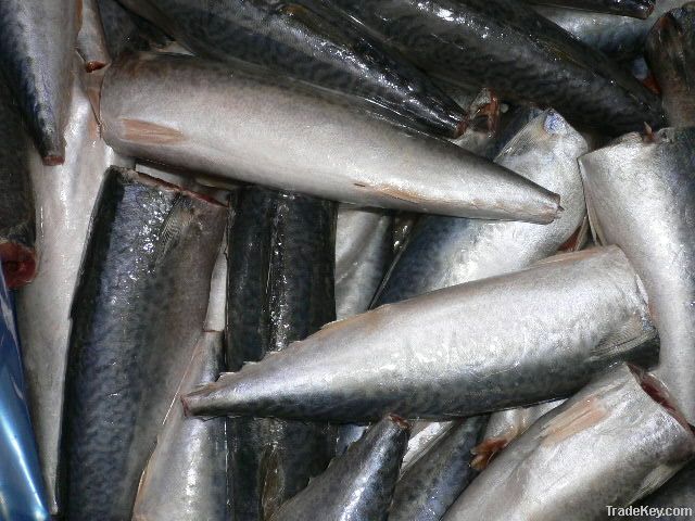 Mackerel HGT