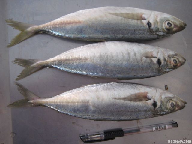 Horse Mackerel