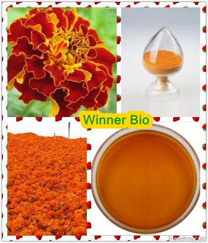 Marigold oleoresin lutein