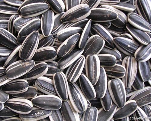 New Crop Sunflower Seeds Suppliers | Sunflower Seed Exporters, | Sunflower Black Seed  | Striped Black Seed | Flowers Seed | Sunflower Kernels