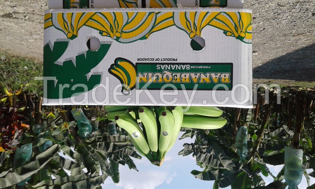 BANANAS