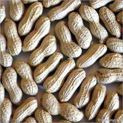 Groundnuts & Peanuts