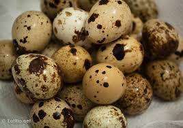 Quail Eggs - Japanese Cortunix