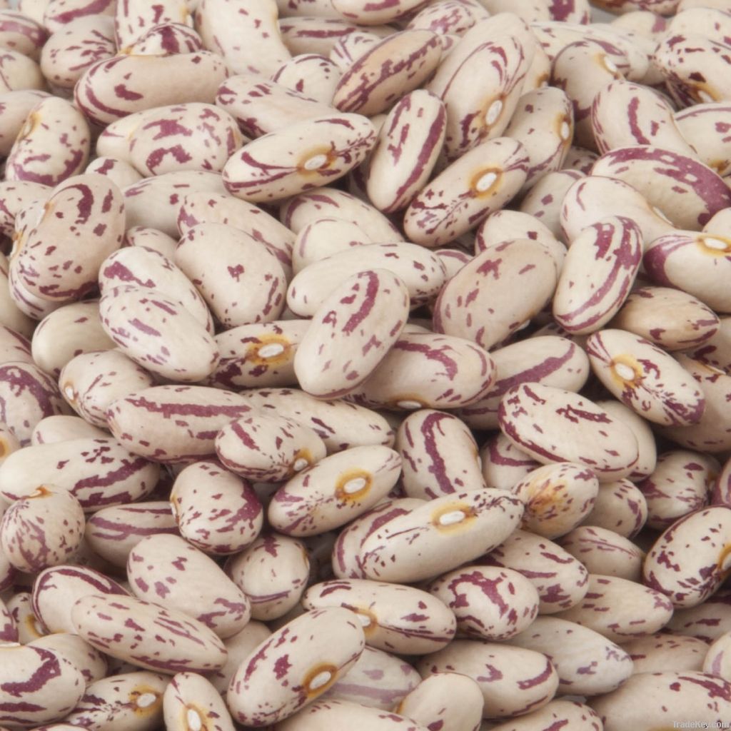 Light Speckled Kidney Beans