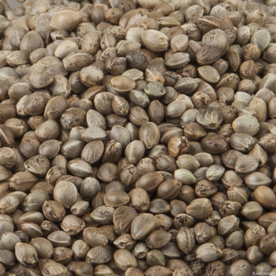 Organic Hemp Seeds