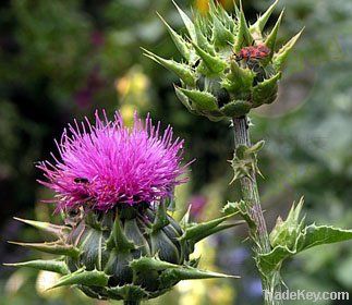 Milk Thistle Extract