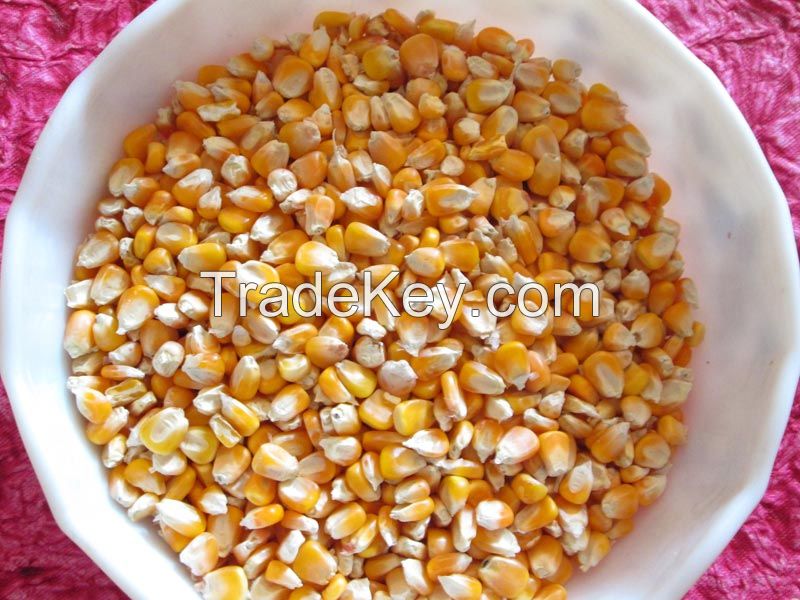 Corn for animal feed