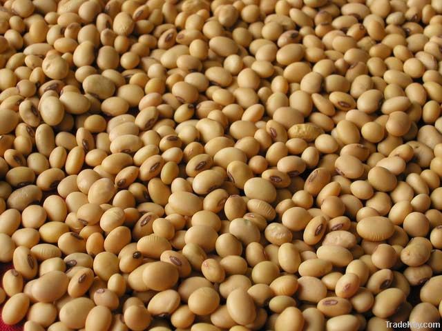 YELLOW AND BLACK SOYA BEANS