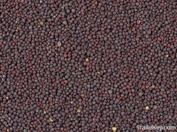 Mustard seeds