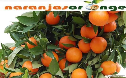 Mandarines