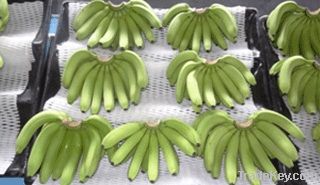 Fresh Cavendish Banana DOLE DEL MONTE UNIFRUTTI SUMIFRU NADER DANA