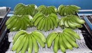 Fresh Cavendish Banana DOLE DEL MONTE UNIFRUTTI SUMIFRU NADER DANA