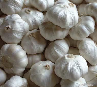 Fresh Garlic and Ginger (Normal &amp; Pure White)