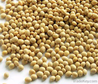 Dried Soy Beans