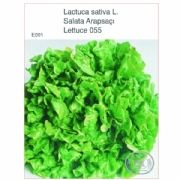 LETTUCE SUMMER CURLY