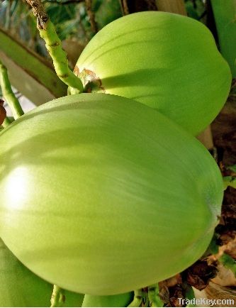 Agua de coco