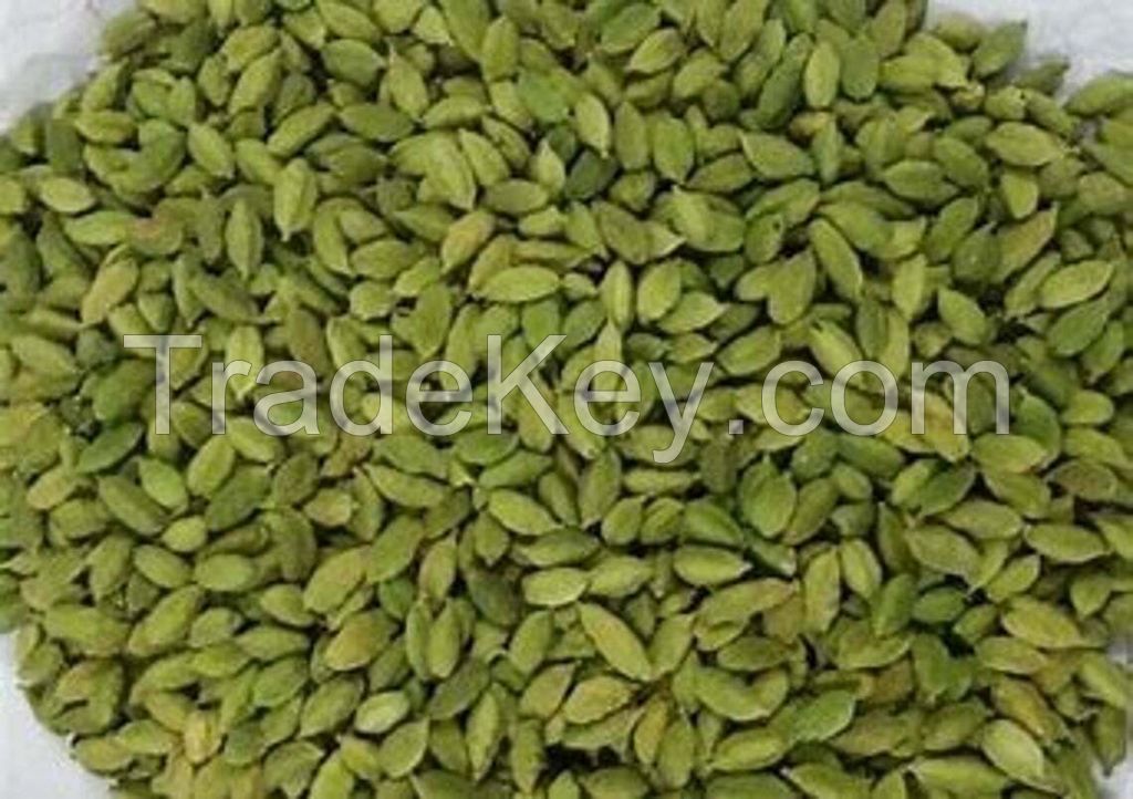 Healthy and Tasty Fresh Green Cardamom