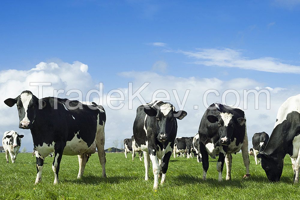 Highly Pregnant Dutch Holstein Heifers cows/Holstein heifers / Friesian cattle