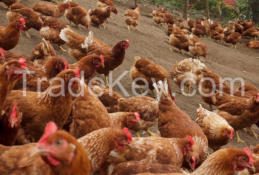 Best Quality Broilers And Layers Chickens