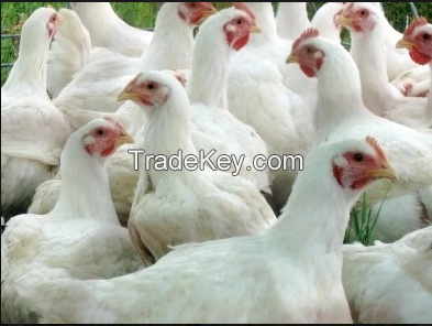 Best Quality Broilers And Layers Chickens