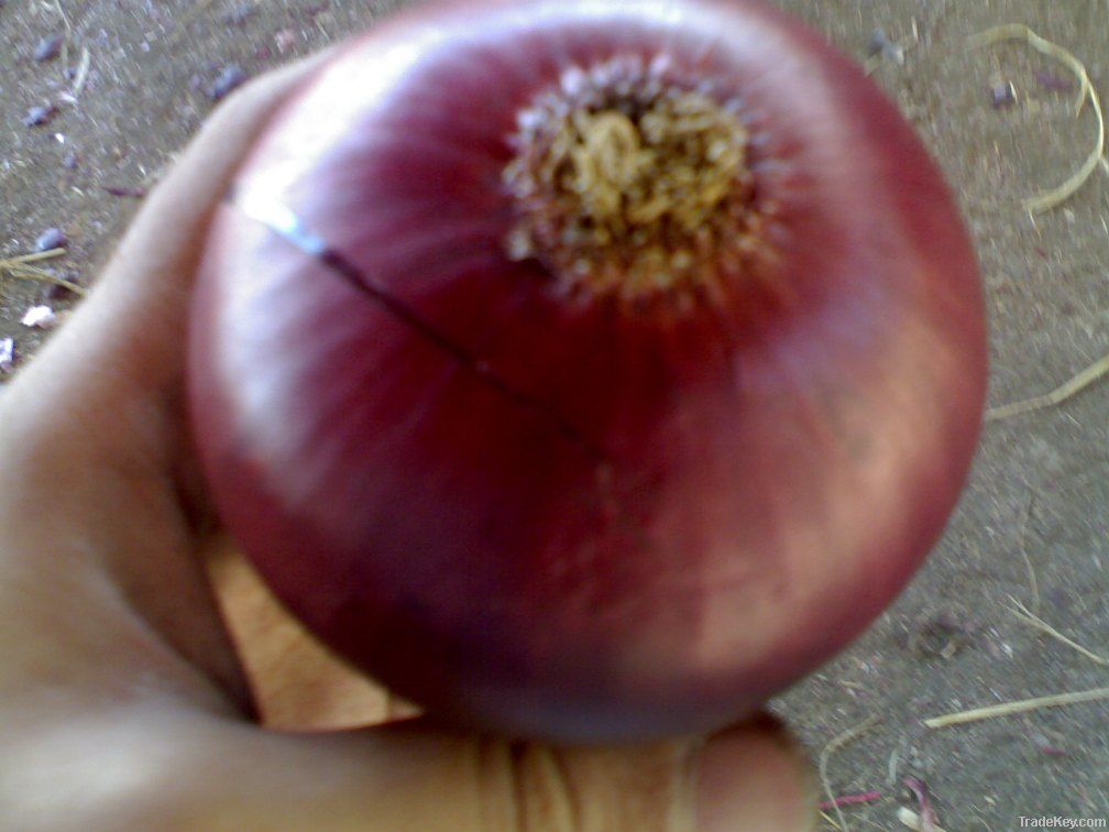 Red Onion