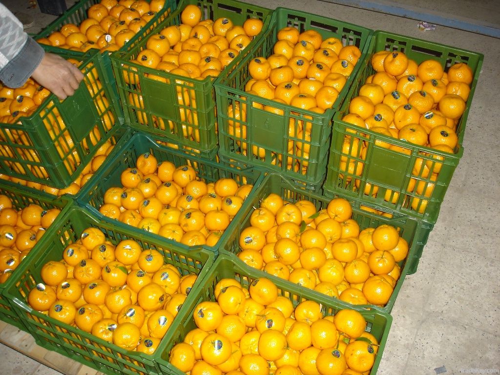 Fresh Mandarin