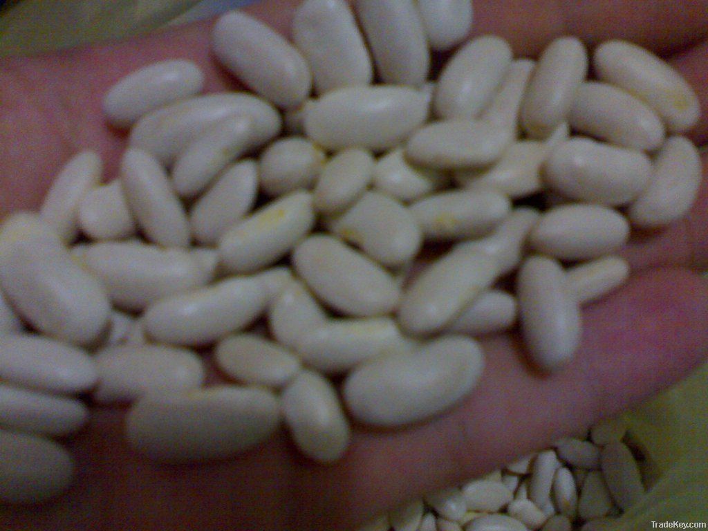 White Kidney Beans