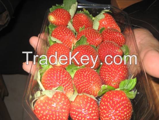 Fresh Strawberry