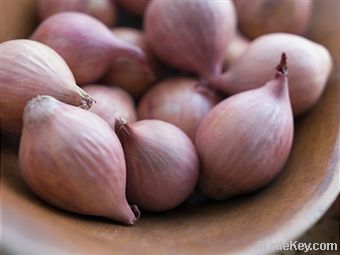 Shallot Onion