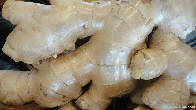 Thailand Ginger