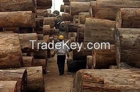 timber wood