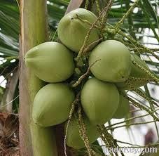 Young Coconut