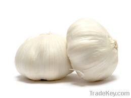 Fresh Garlic