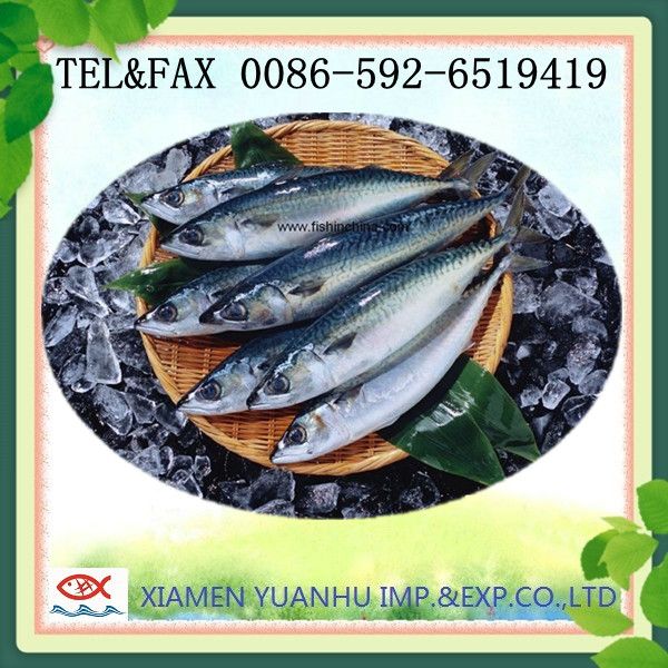 frozen pacific mackerel fish