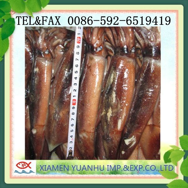 frozen illex squid