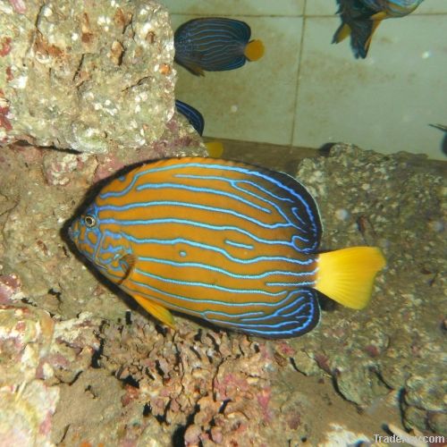 Marine Fish - Blue Line Angle Fish