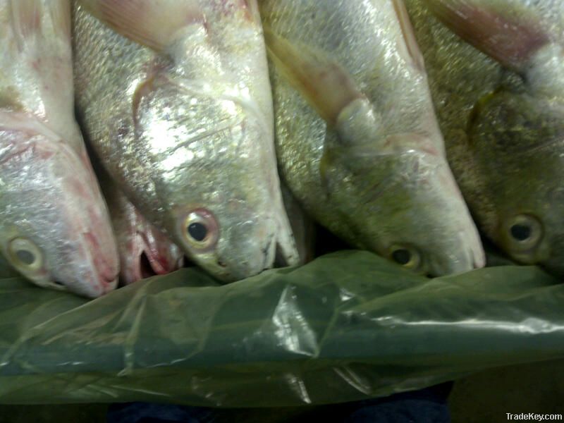 Yellow Croaker