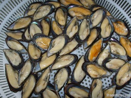 Half Shell Mussel