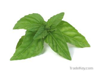 Basil