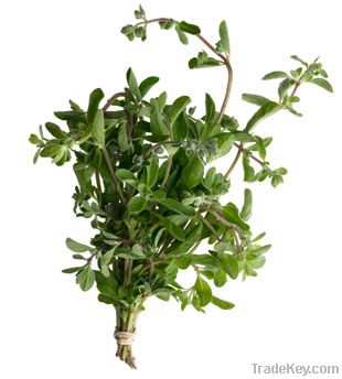 Marjoram