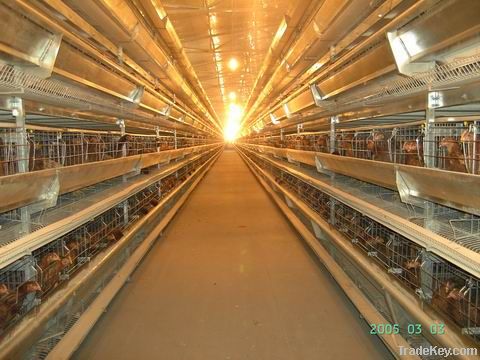 H type layer raising poultry equipment