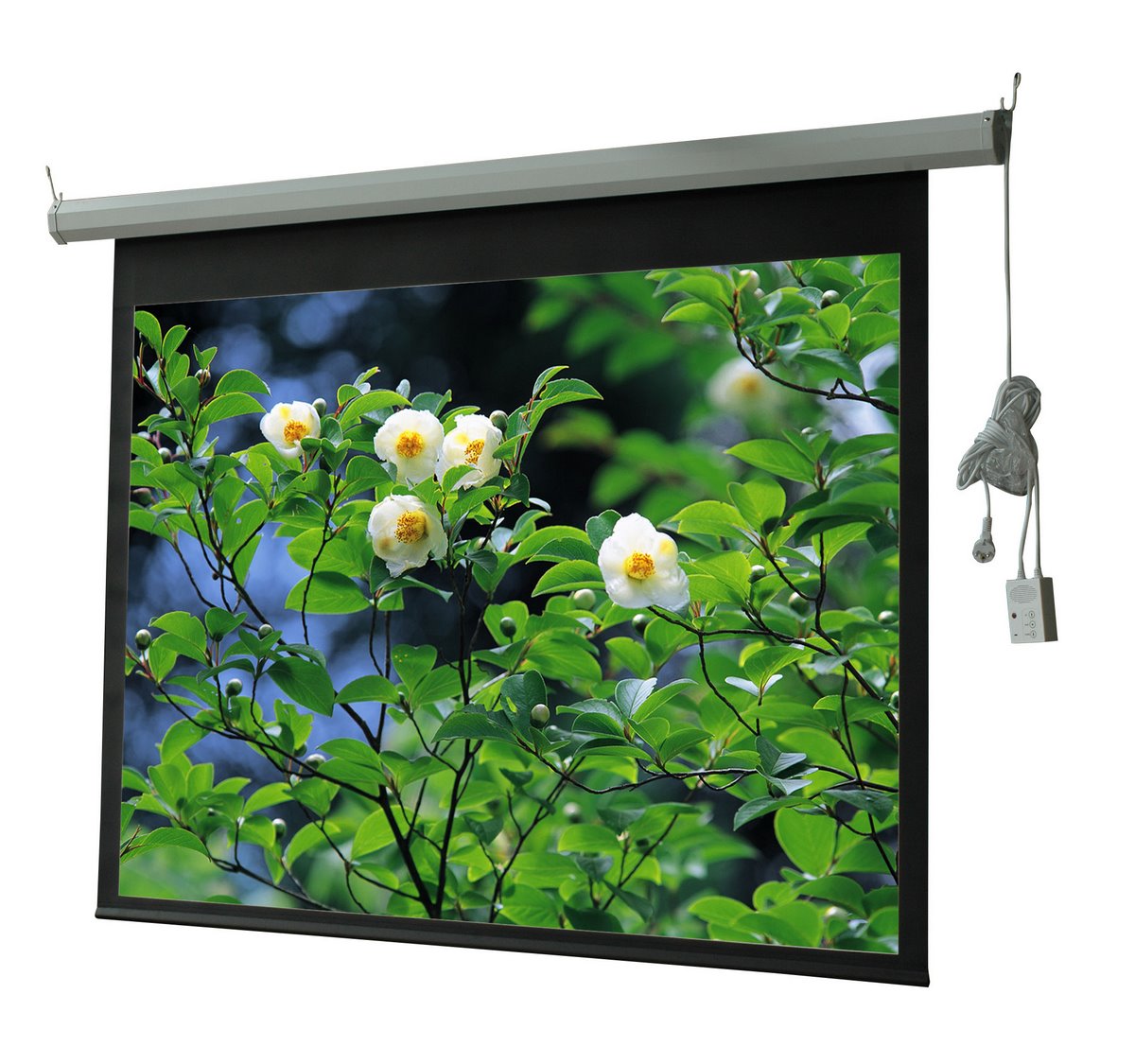 Motorized Projection Screen