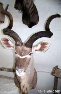 Antelope wall mount