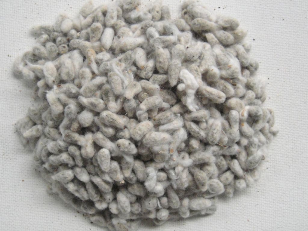 Australian Cottonseed,cottonseeds importers,cottonseeds buyers,cottonseeds importer,buy cottonseeds