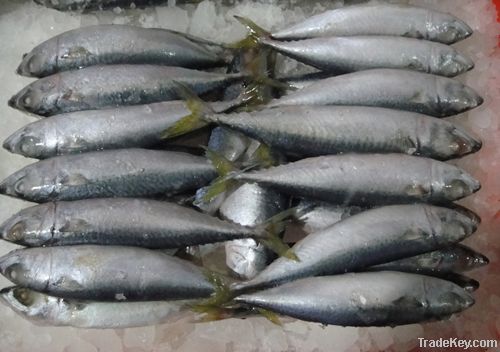 Frozen Whole Round Mackerel